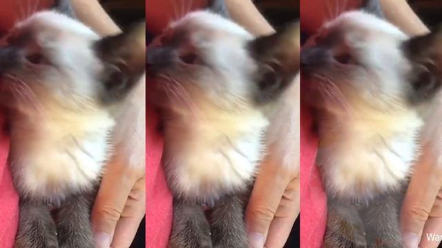 Cats Sing The Ketchup Song - [ MuMiX Version ] смотреть онлайн