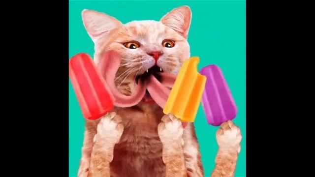 Лютые приколы. КОТ ХОЧЕТ БОЛЬШЕ ЛЕТА!!! Тест на психику! Засмеялся проиграл! – Domi Show!