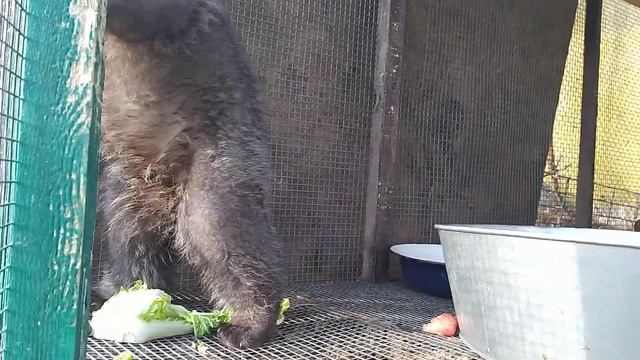 Медвежонок? и пекинская капуста?)