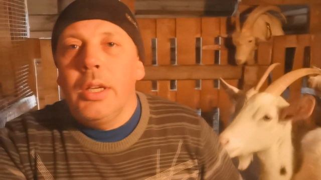 Как правильно раздоить КОЗУ после первого окота?! "Мое Подворье" смотреть онлайн