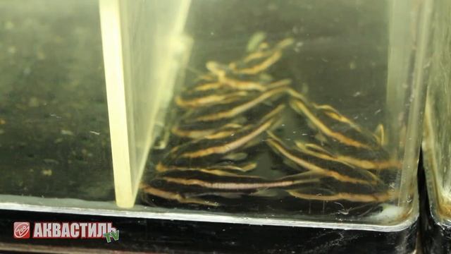 Платидорас полосатый Platydoras costatus смотреть онлайн