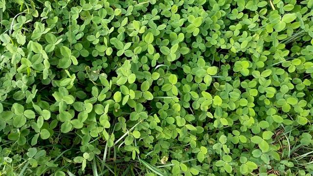 Растения SCP смотреть онлайн