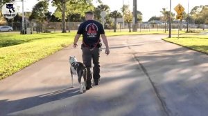 ✔ Стаффордширский терьер: достоинства и недостатки породы