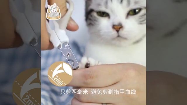 Pet Nail Claw Cutter Stainless Steel Grooming Scissors 1pc Cats Nails per Trimmer Dog Nail pers Pet смотреть онлайн