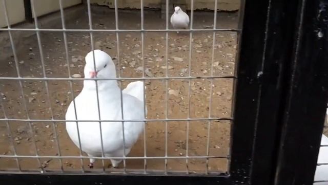 ГОЛУБИ КИНГИ/PIGEON KINGS/ смотреть онлайн