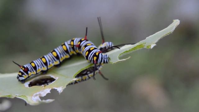 КОЛЕСНИКОВЫ РЕШИЛИ ВЗЯТЬ ДЕТЯМ ДРУГА 🐕 🐕 🐕 .ПАПА СКАЗАЛ ПРОКОРМИМ ХЛЕБОМ И МАКАРОНАМИ -УЖАС 🐕 🐕 🐕 смотреть онлайн