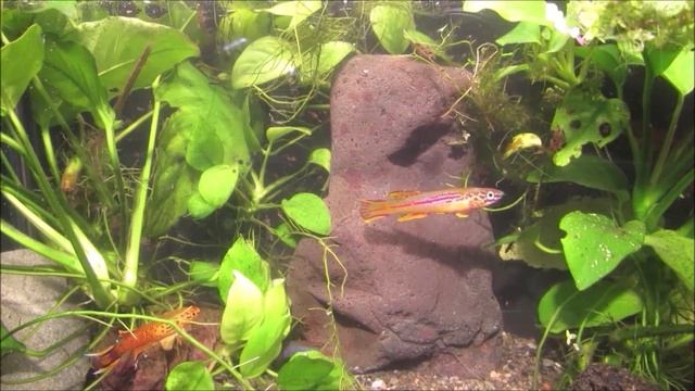Aphyosemion Killifish - Beautiful and Diverse смотреть онлайн