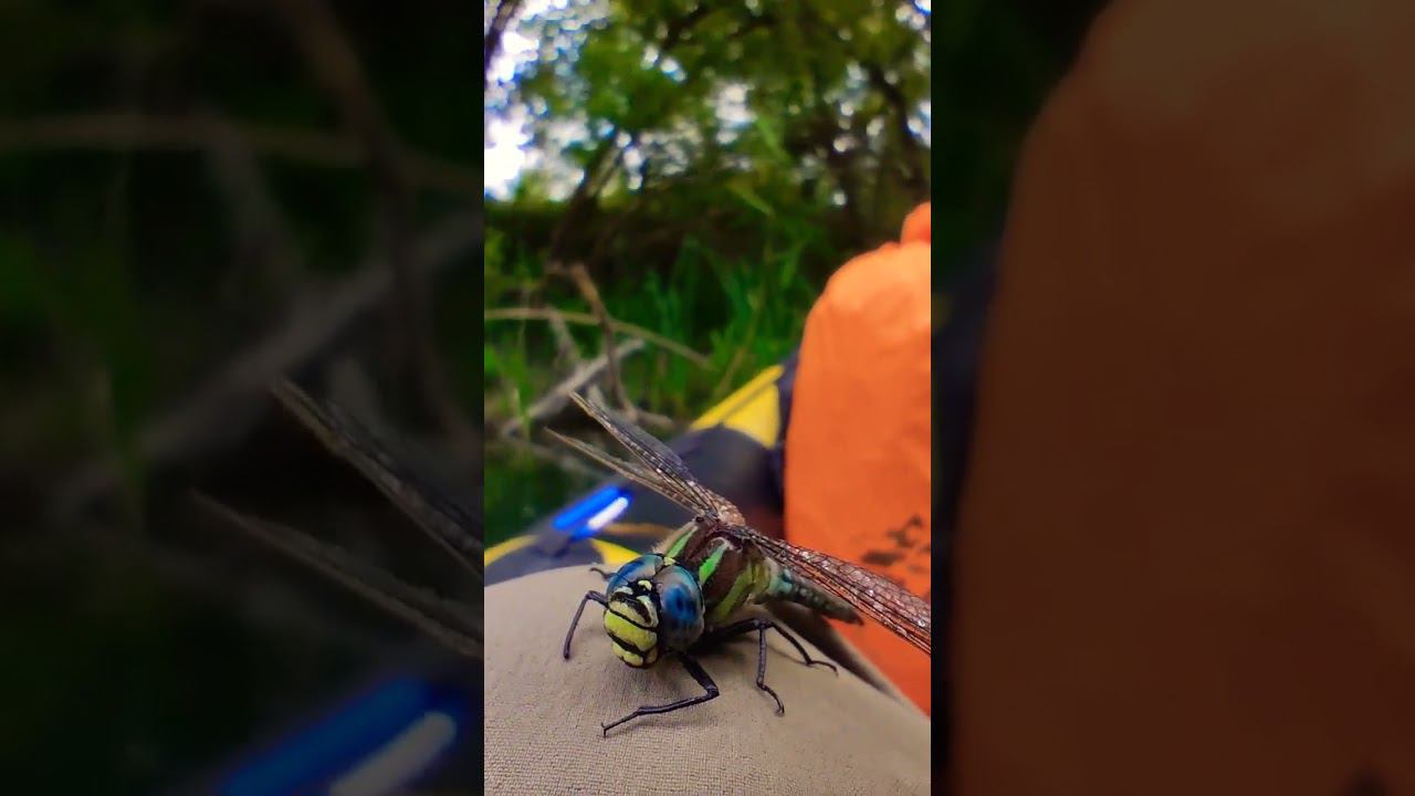 спас стрекозу. плывём теперь вместе. #деревня #nature #travel #природа