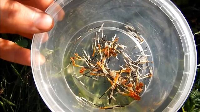 Как собрать семена бархатцев смотреть онлайн