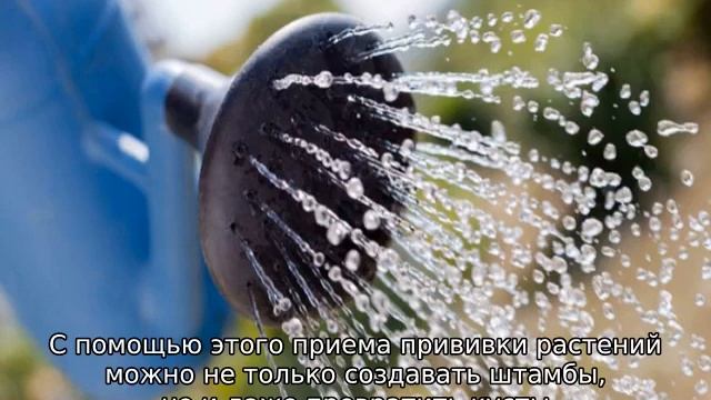 Штамбовые розы: посадка и уход смотреть онлайн