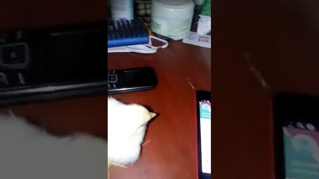 Ципа в гипсе смотреть онлайн