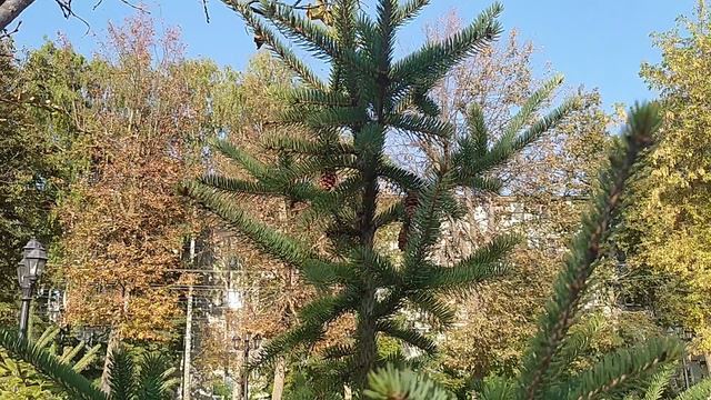 ВЛОГ басик гуляет в сквере смотреть онлайн