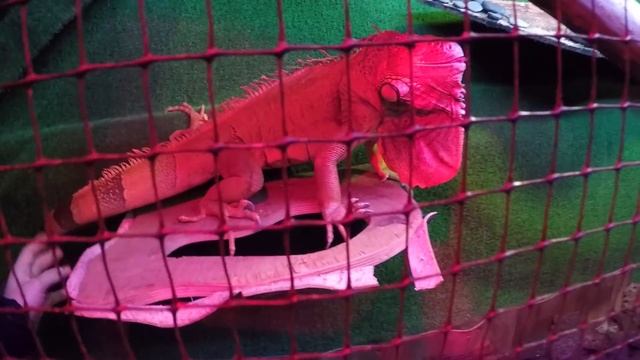 Подмосковная Аляска. Путешествие на собачьих упряжках. Муж на час. Артем против игуаны. смотреть онлайн