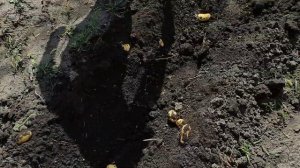 Уборка картофеля  Мотоблоком с веерной копалкой 16.08.23