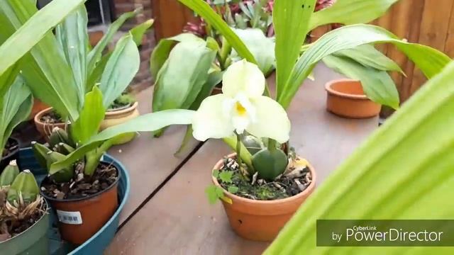 ОРХИДЕИ на продажу?. Орхидея Ликаста