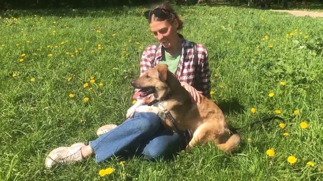 Symiko.ru | Собака Дорис ищет дом. Отдаем бесплатно. Собаки в дар в добрые руки. смотреть онлайн