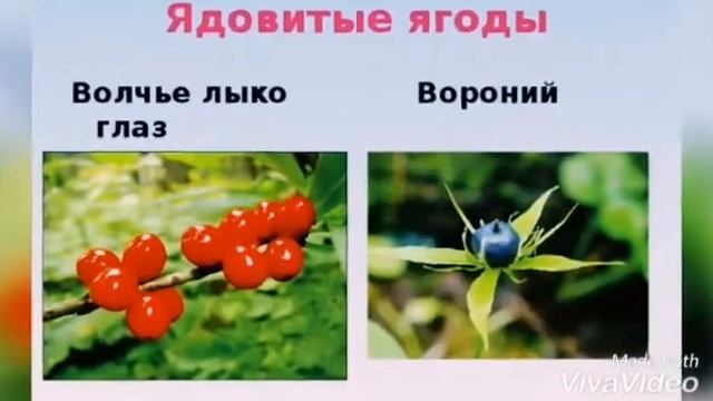 Подробнее о лесных опасностях. Проект по окружающему миру 2 класс смотреть онлайн