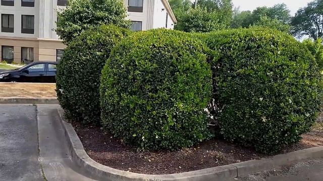 Что американцу PRIVET то русскому... Вечнозеленый кустарник Алабамы. смотреть онлайн