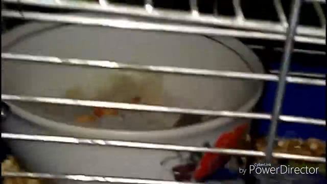 "Хом'ячок" Як змінилася клітка Хомкі ! смотреть онлайн