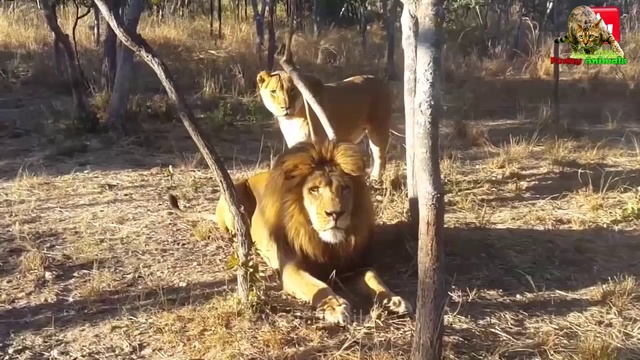 Коты Приколы Смешные Животные Funny videos. смотреть онлайн