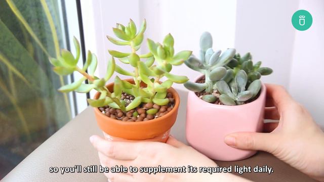 4 REASONS WHY YOUR SUCCULENTS ARE DROPPING LEAVES смотреть онлайн