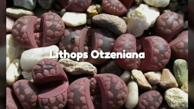 Lithops (Living Stones/Pebble Plants)