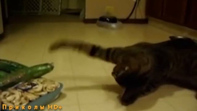 КОТЫ 2021 коты И ОГУРЦЫ!!! Коты боятся огурцов!!! САМАЯ ЛУЧШАЯ ПОДБОРКА смотреть онлайн