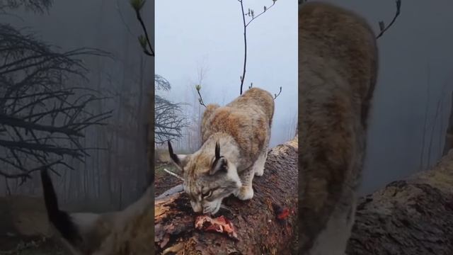 РЫСЬ - БЕЗУМНО ГРАЦИОЗНАЯ И КРАСИВАЯ ДИКАЯ КОШКА / beautiful graceful lynx смотреть онлайн