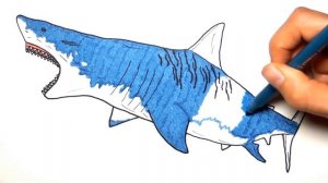 Рисуем и раскрашиваем акулу - Учим цвета с детскими стишками о морских животных