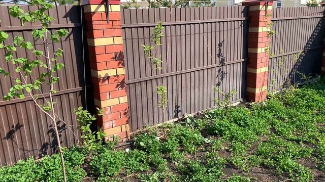 АКТИНИДИЯ КОЛОМИКТА ягода со вкусом киви и ананаса в саду! Все о выращивании актинидии смотреть онлайн