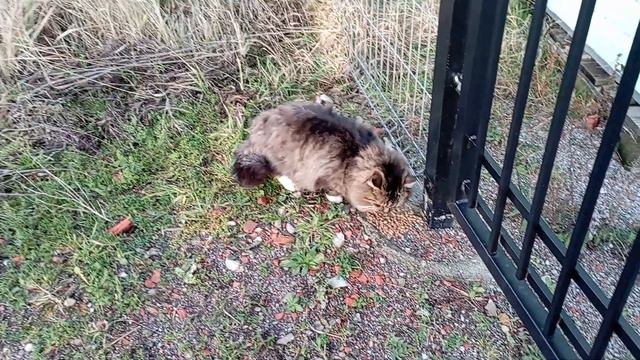 Не все коты на улице бездомные,но все хотят есть смотреть онлайн