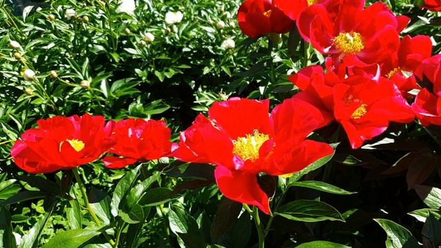 Пион America (Америка) - цветение в июне 2022 года. смотреть онлайн