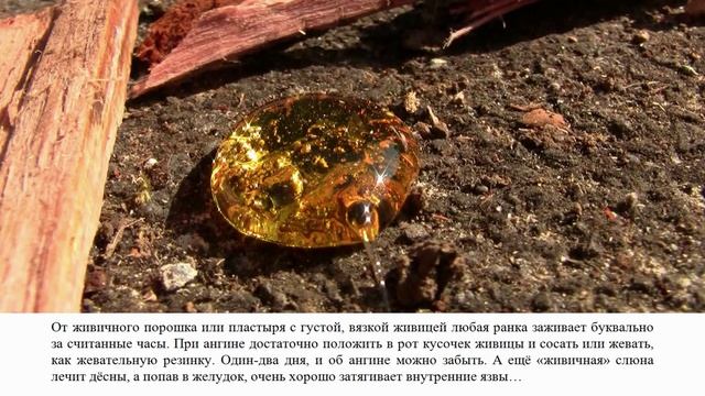 Живица – природное чудо! смотреть онлайн