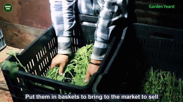 How farmers harvest cactus - Harvesting and selling Mexican dragon fruit - Pitayas смотреть онлайн