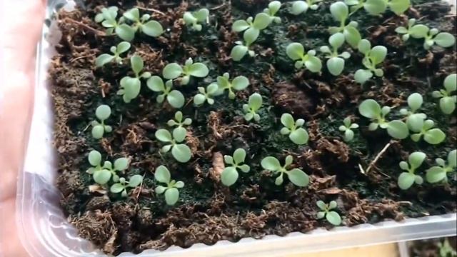 Обзор петунии Тайдал Вейв, Изи Вейв, , Опера Суприм!!!