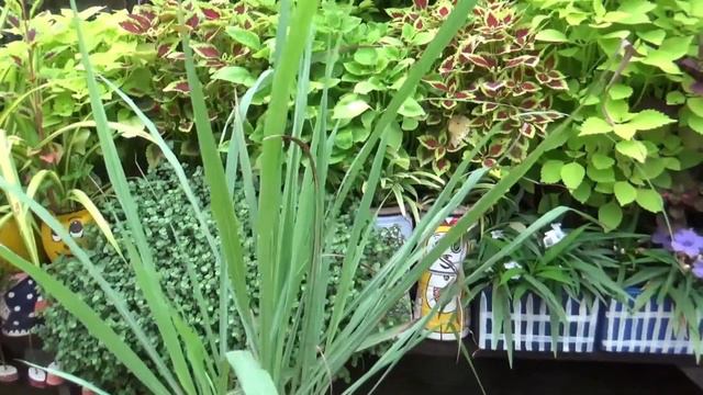 Leman grass plant repotting || How to grow and care lemon grass and its benefits смотреть онлайн