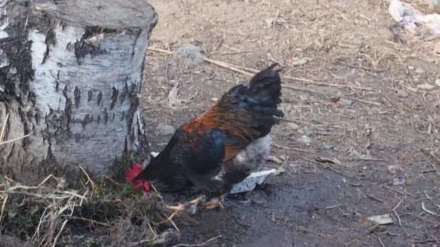 Черный петух смотреть онлайн