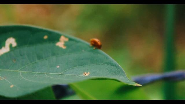 Beauty Of Nature Pt.1 | Canon 18-55mm | Canon 1500D/2000D смотреть онлайн