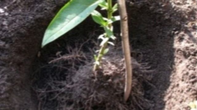 Многолетние флоксы - радуют каждый год смотреть онлайн