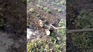 Ручной окучник для картофеля.