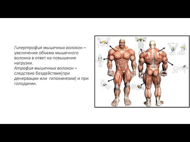 ГИПЕРТРОФИЯ МЫШЦ