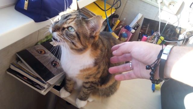 Кошка гавкает / кошка чирикает на птиц смотреть онлайн