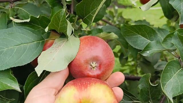 Сорт яблони Коваленковское Мантет Белый налив Веньяминовское 2022 г смотреть онлайн