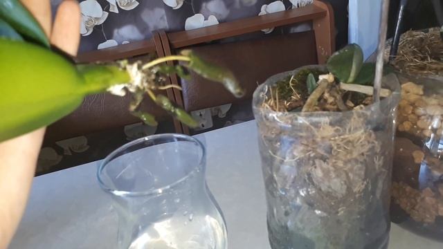 Zeoflora для орхидей за или против, спасение Биг Липа, орхидея в воде мой опыт