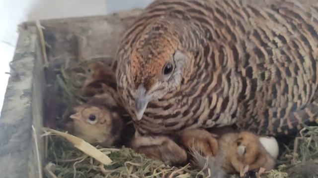 алмазный фазан, самка вывела фазанят продаю! смотреть онлайн