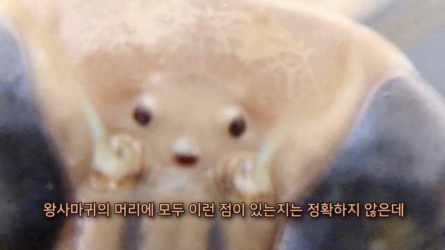 내가 키우던 애완 사마귀가 결국 세상을 떠났습니다. 키위야, 안녕.. смотреть онлайн