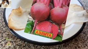 Как сажать Свеклу семенами в открытый грунт. Замачивание семян Свеклы