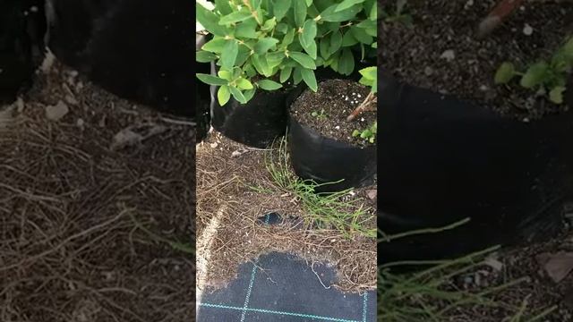 ЖИМОЛОСТЬ- Топ 5 самых лучших, крупных, урожайных сорта!!! Какой самый лучший  сорт?