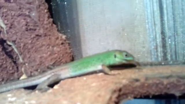 Полосатая ящерица ест стрекозу смотреть онлайн