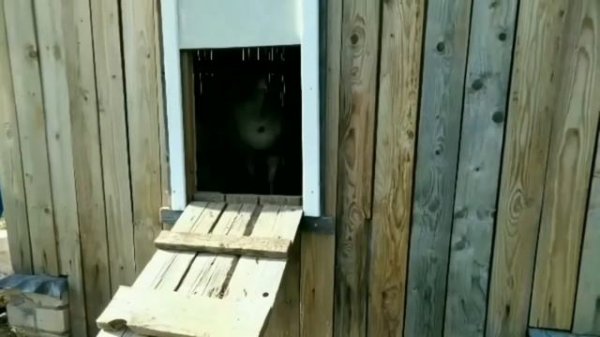 А ИНДЮКИ ЛЕТАЮТ?